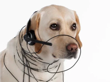Labrador mit Headset