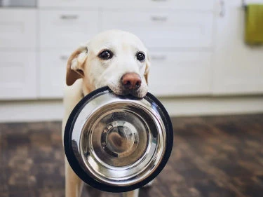 Hund bringt seinen Napf