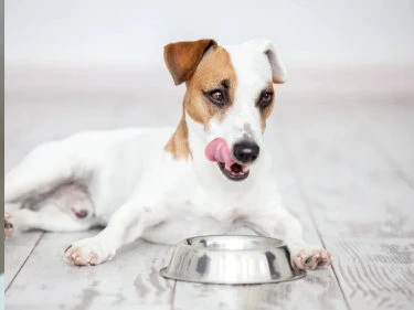 Hund sitzt vor Napf