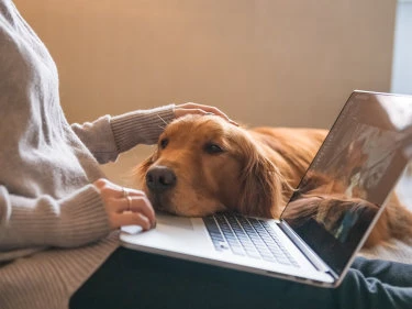 Hund bringt seinen Napf
