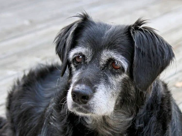 Alter Hund schaut in die Kamera