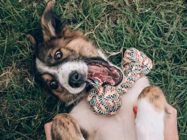 Hund mit Spielzeug im Gras