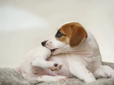 Hund mit juckendem Bein