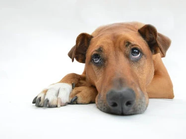 Hund schaut wehleidig in die Kamera