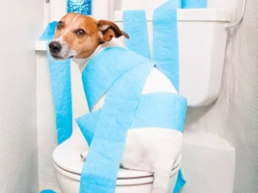 Hund spielt mit Klopapier