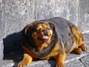 Dicker Hund in der Sonne