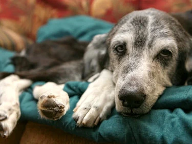 Kranker Hund im Körbchen