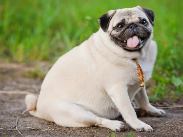 Mops