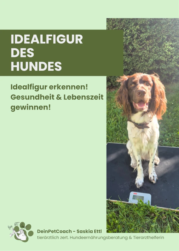 Idealfigur des Hundes